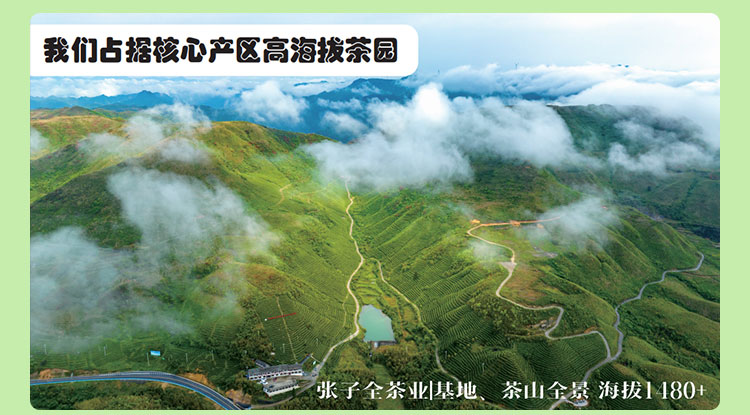 毛尖绿茶饮料_毛尖原茶饮料_毛尖饮料多少钱一瓶