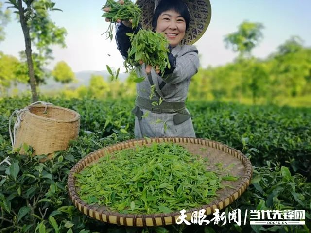 都匀毛尖亮相香港“同乡文化名胜展”(图3)