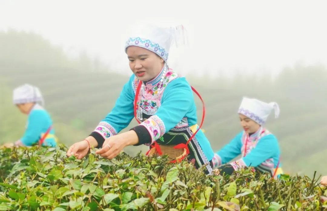 都匀毛尖，香飘世界的好茶(图2)