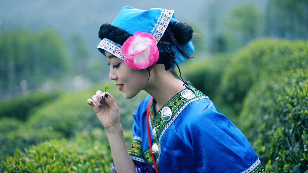 都匀毛尖，香飘世界的好茶(图5)
