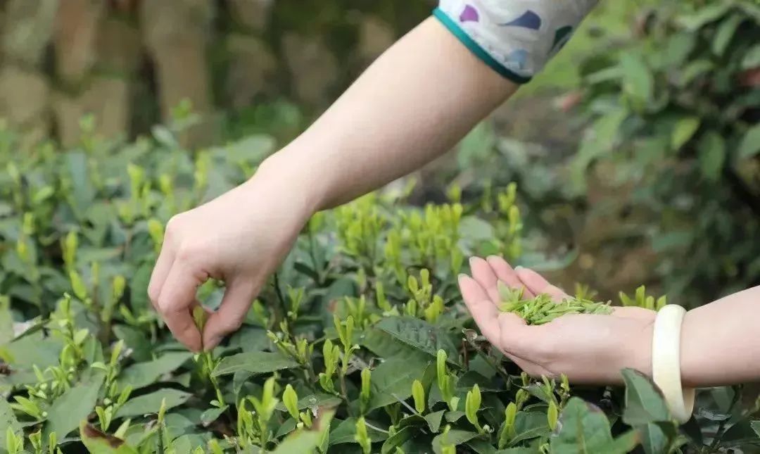 都匀毛尖，香飘世界的好茶(图3)