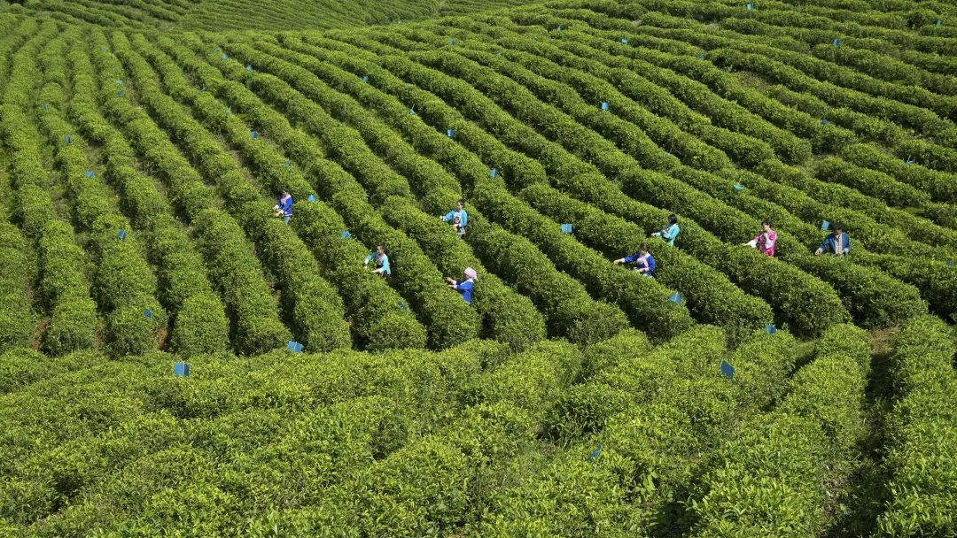 都匀毛尖，香飘世界的好茶(图6)