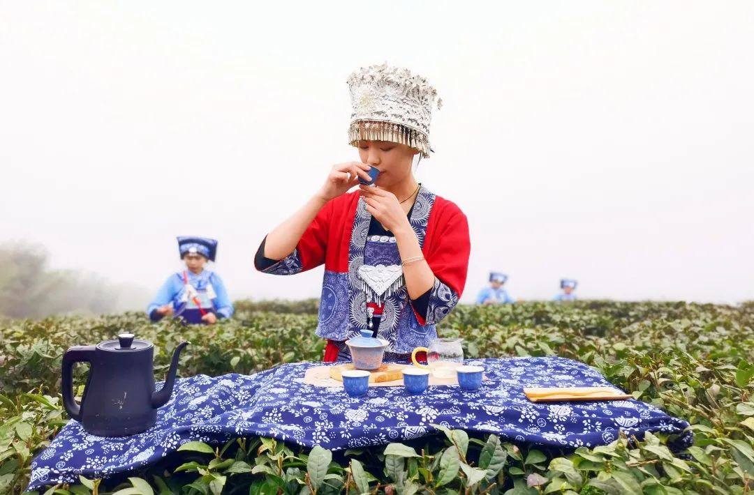 都匀毛尖，香飘世界的好茶(图7)