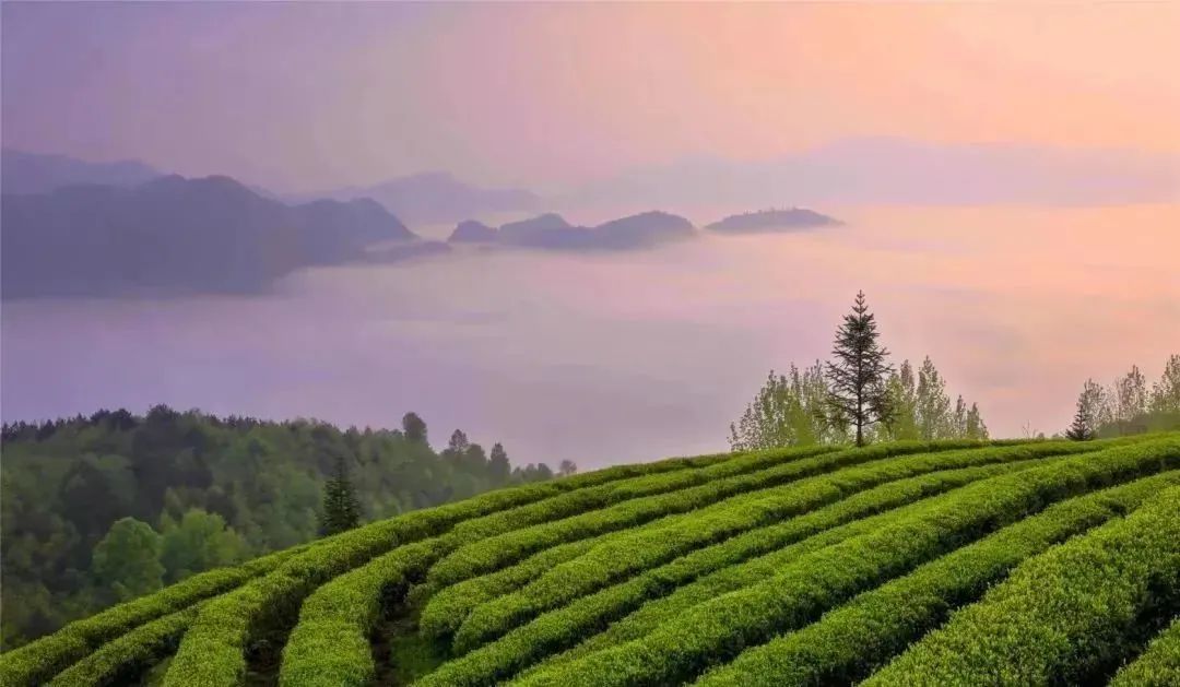 都匀毛尖，香飘世界的好茶(图8)