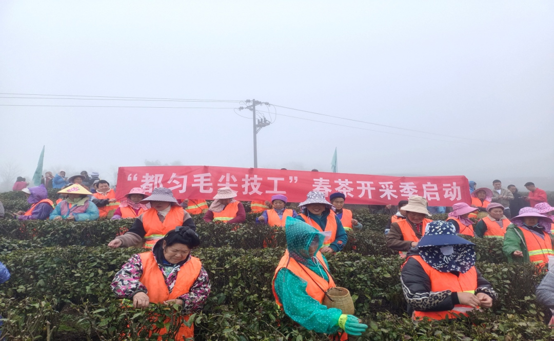 春茶开采季彰显“都匀毛尖技工”含金量(图3)