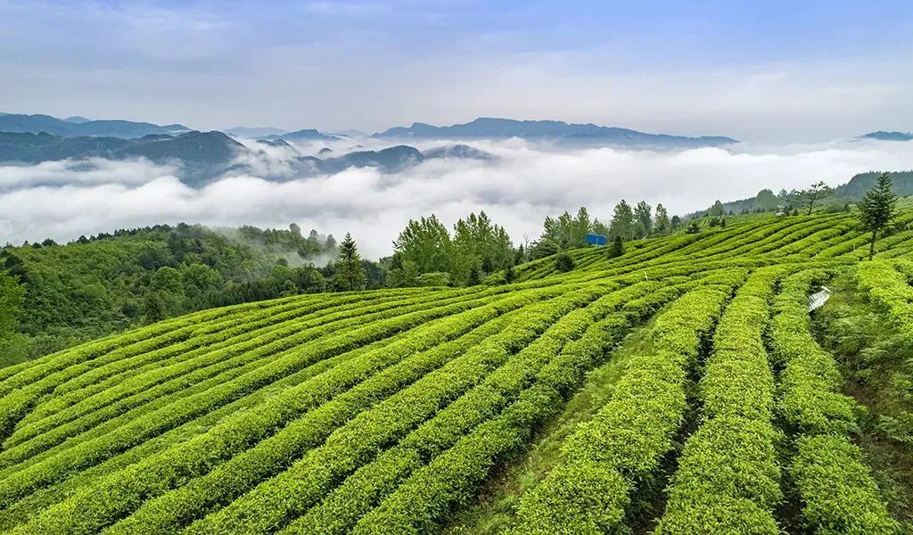 重磅！都匀毛尖获2022中国地理标志农产品（茶叶）品牌声誉百强榜TOP4(图4)