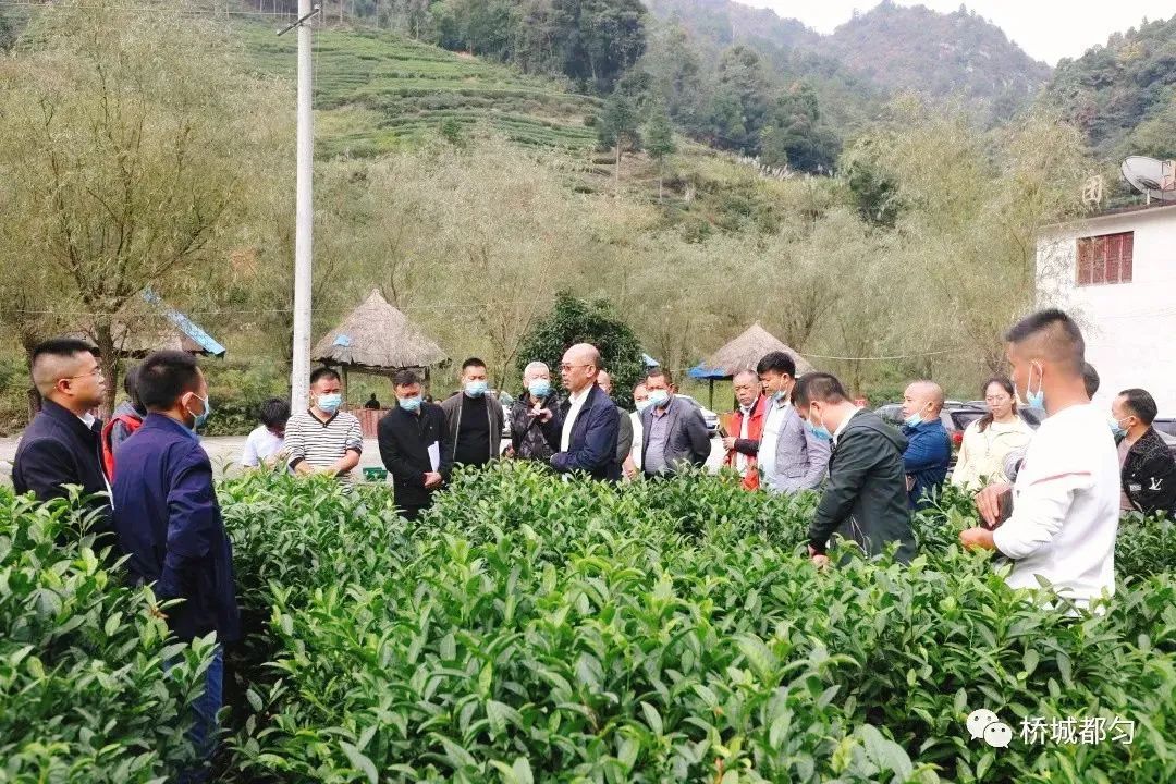 重磅！都匀毛尖获2022中国地理标志农产品（茶叶）品牌声誉百强榜TOP4(图14)