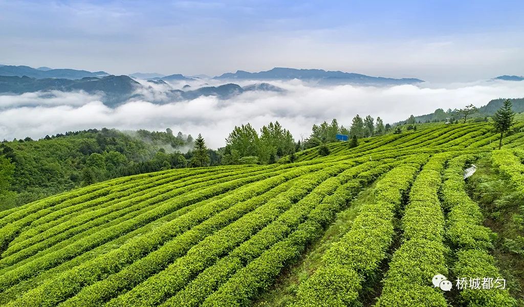 “老”茶喝出新韵味