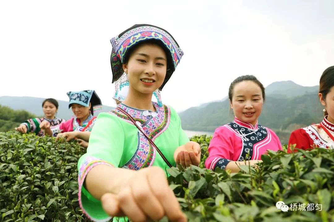 “老”茶喝出新韵味(图8)