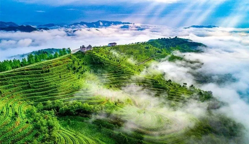 解密“黔南盒子”之都匀毛尖(图3)