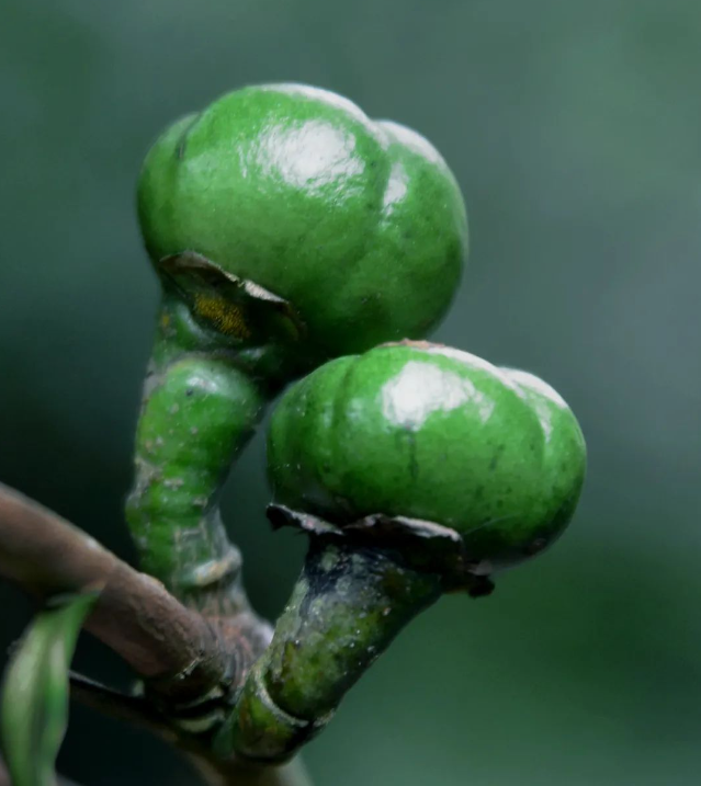 寻味毛尖茶 留住非遗香 | 破解都匀毛尖茶的“风味密码”(图8)