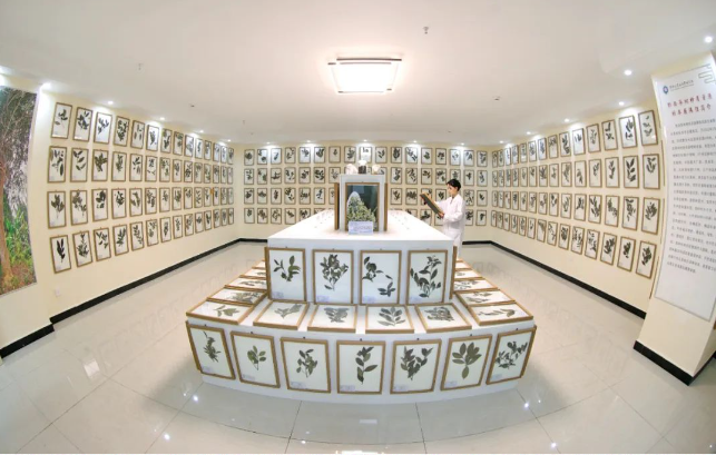 寻味毛尖茶 留住非遗香 | 破解都匀毛尖茶的“风味密码”(图5)