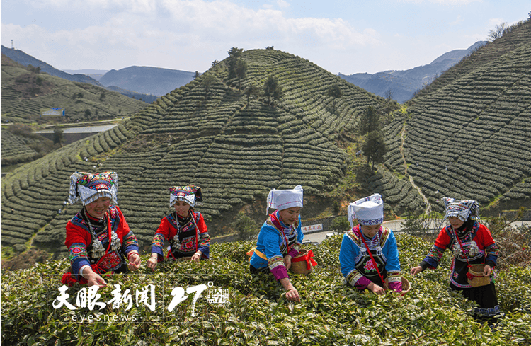 做好制茶技艺传承助力茶旅融合！都匀毛尖香沁心脾