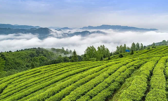 图片9.png 都匀毛尖 千层碧浪浮香气 万顷琼枝泛绿油(图2)