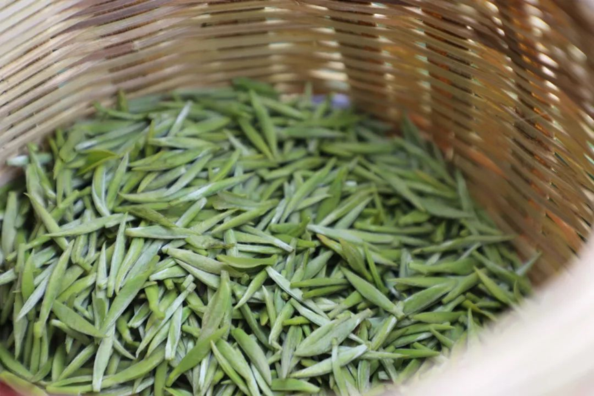 图片10.png 都匀毛尖 千层碧浪浮香气 万顷琼枝泛绿油(图3)