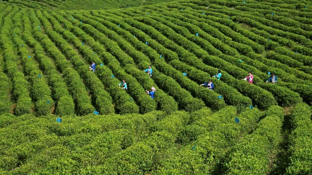 图片14.png 都匀毛尖 千层碧浪浮香气 万顷琼枝泛绿油(图7)