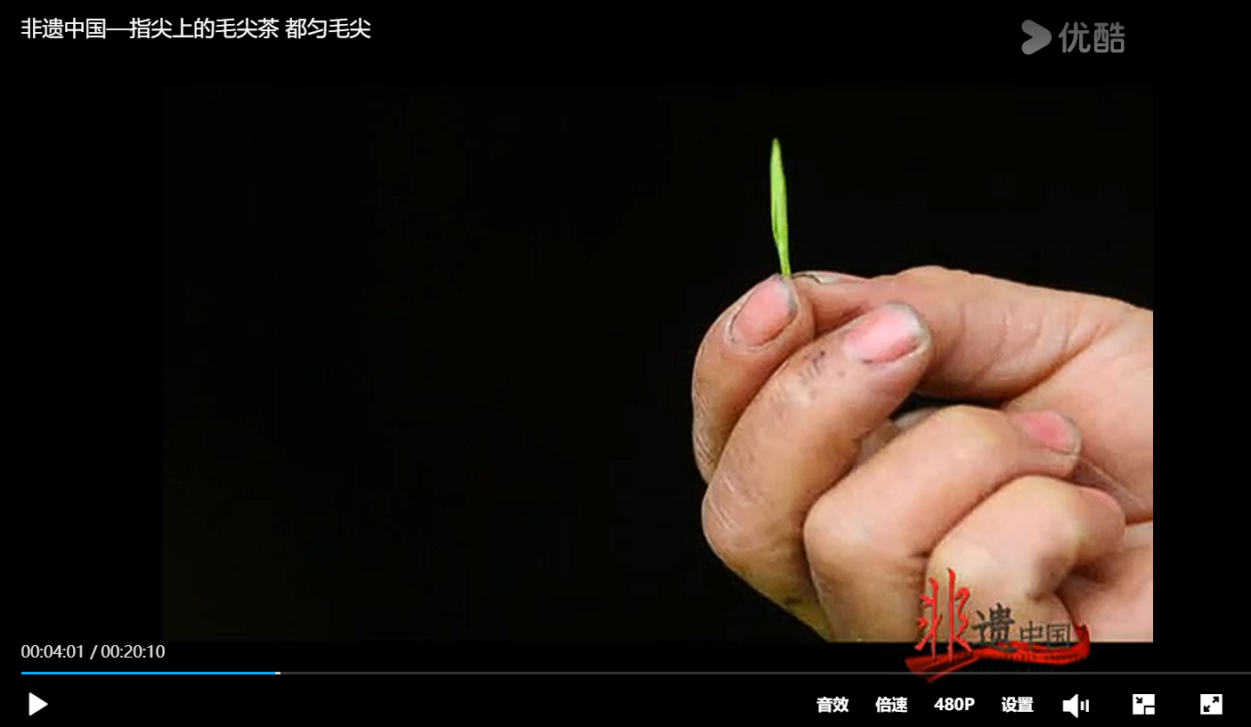 非遗中国—指尖上的毛尖茶 都匀毛尖