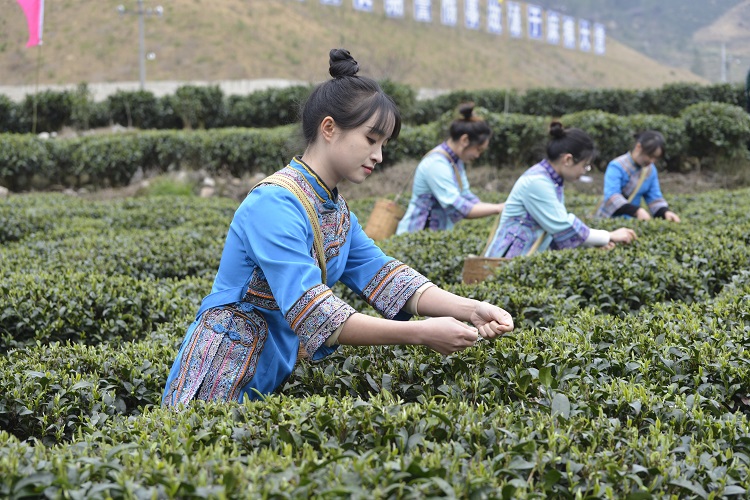 都匀毛尖稳居全国绿茶第一方阵、贵州茶叶第一品牌(图2)
