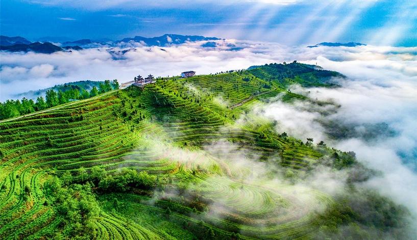 一杯茶，一份匠心——张子全茶叶，品味都匀毛尖的千年韵味(图2)