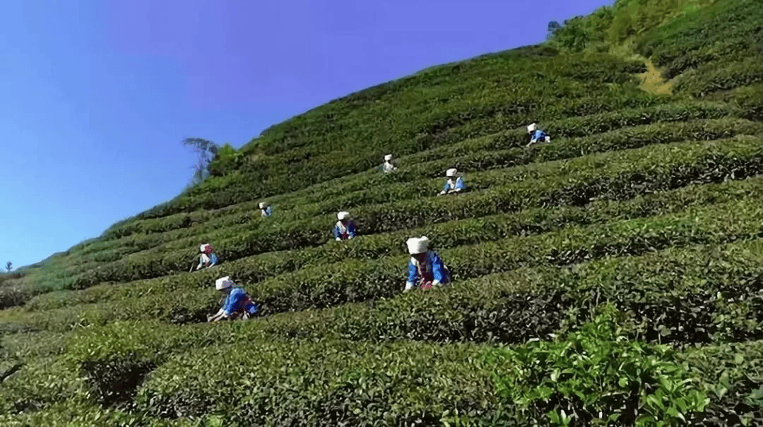 一杯茶，一份匠心——张子全茶叶，品味都匀毛尖的千年韵味(图4)