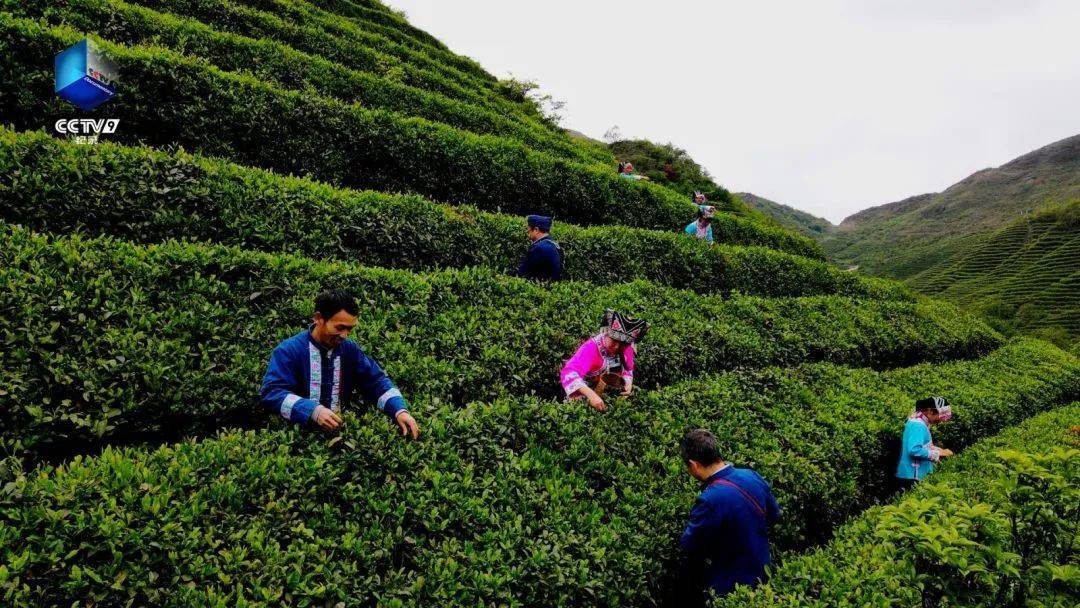 携手非遗大师，共启茶香财富——张子全「都匀毛尖茶」全国加盟火热招募中(图2)