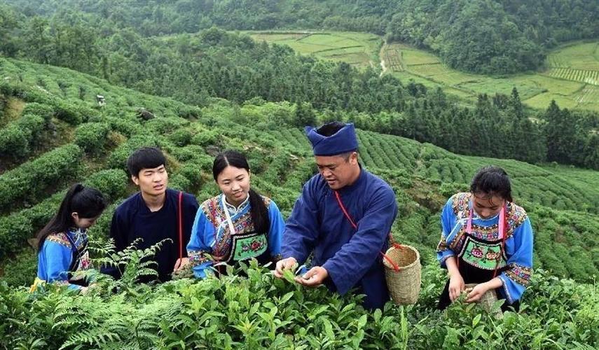 春茶尝鲜正当时，匠心臻品认准张子全都匀毛尖茶