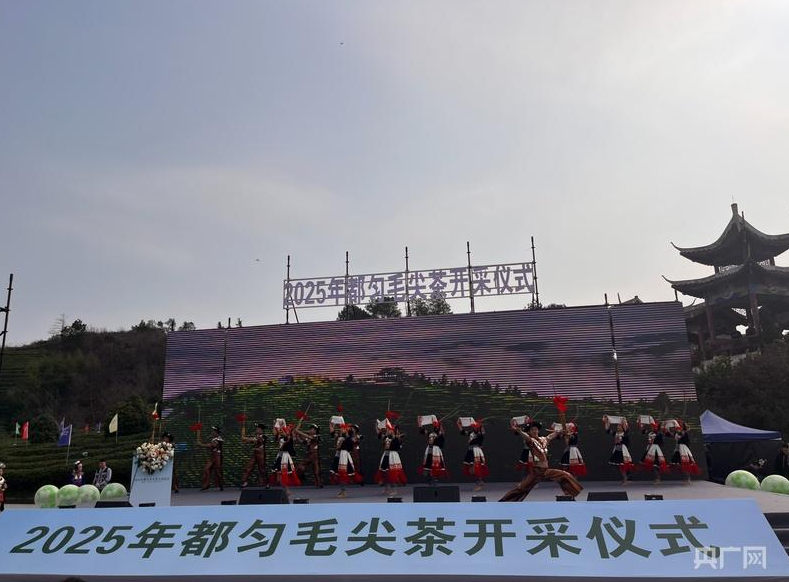 茶山染新绿！2025年“都匀毛尖”正式开采