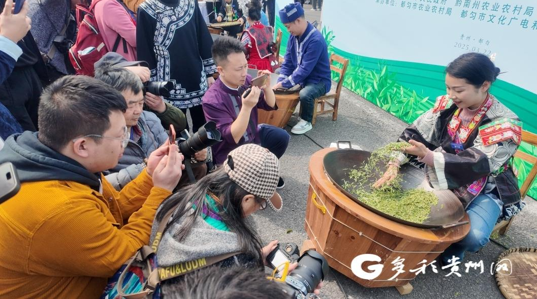 好山好水出好茶 2025年“都匀毛尖”正式开采(图2)