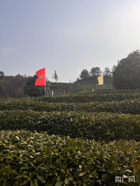 茶山染新绿！2025年“都匀毛尖”正式开采(图4)