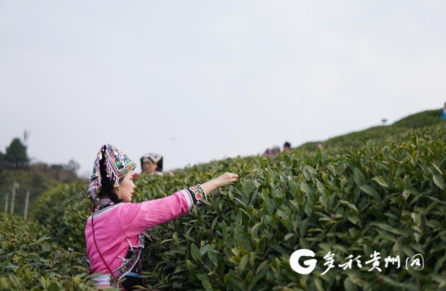 好山好水出好茶 2025年“都匀毛尖”正式开采(图4)
