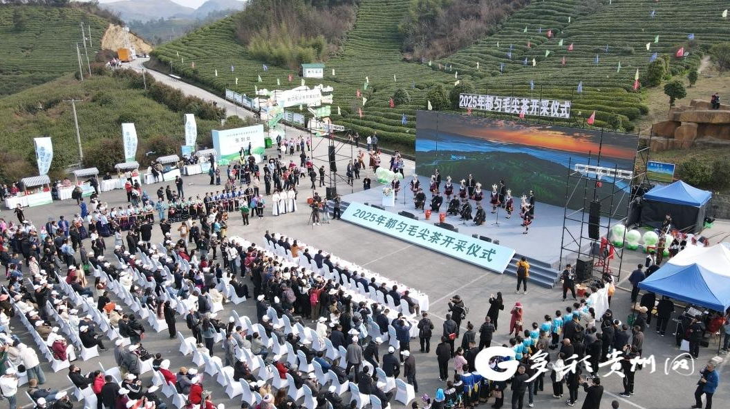 好山好水出好茶 2025年“都匀毛尖”正式开采