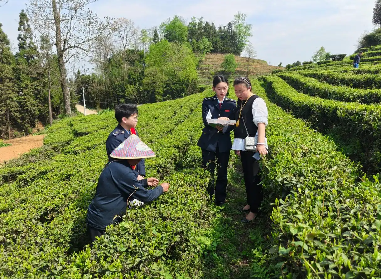 税惠春风拂黔茶(图2)