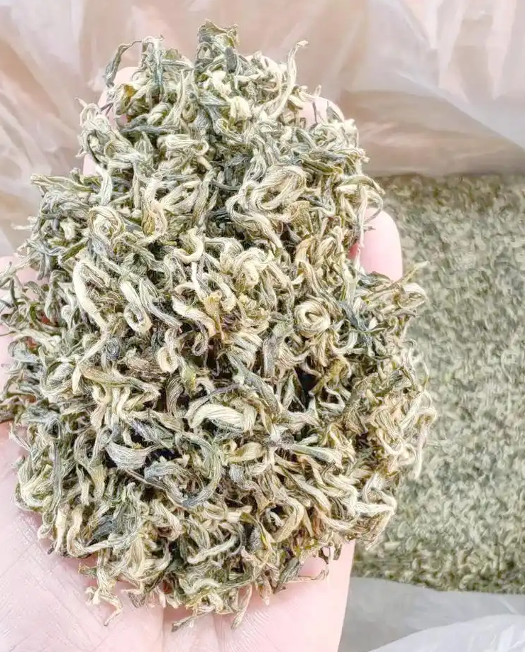 都匀毛尖：千年贡茶的现代演变与魅力(图8)