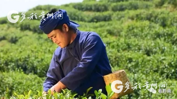 都匀市毛尖镇张子全崭获茶文化国家级最高荣誉(图1)