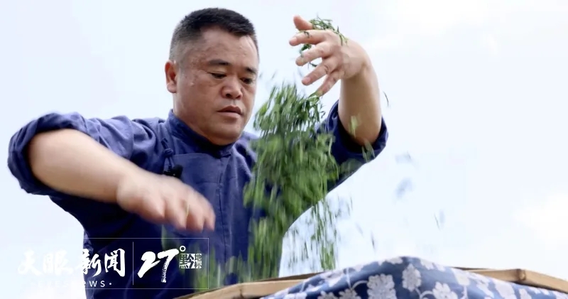 人类非遗，都匀毛尖茶制作技艺(图2)