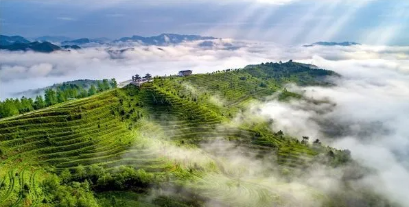 茶人张子全:朴语真味(图2) 茶人张子全:朴语真味(图2)