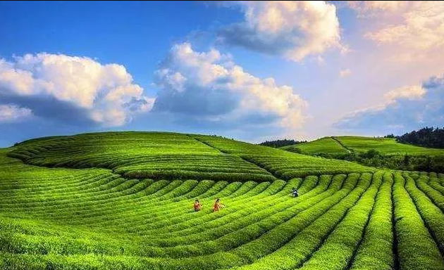 茶人张子全:朴语真味(图3) 茶人张子全:朴语真味(图3)