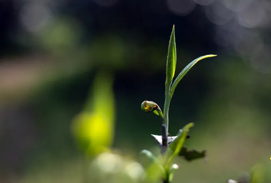 茶人张子全:朴语真味(图7) 茶人张子全:朴语真味(图7)