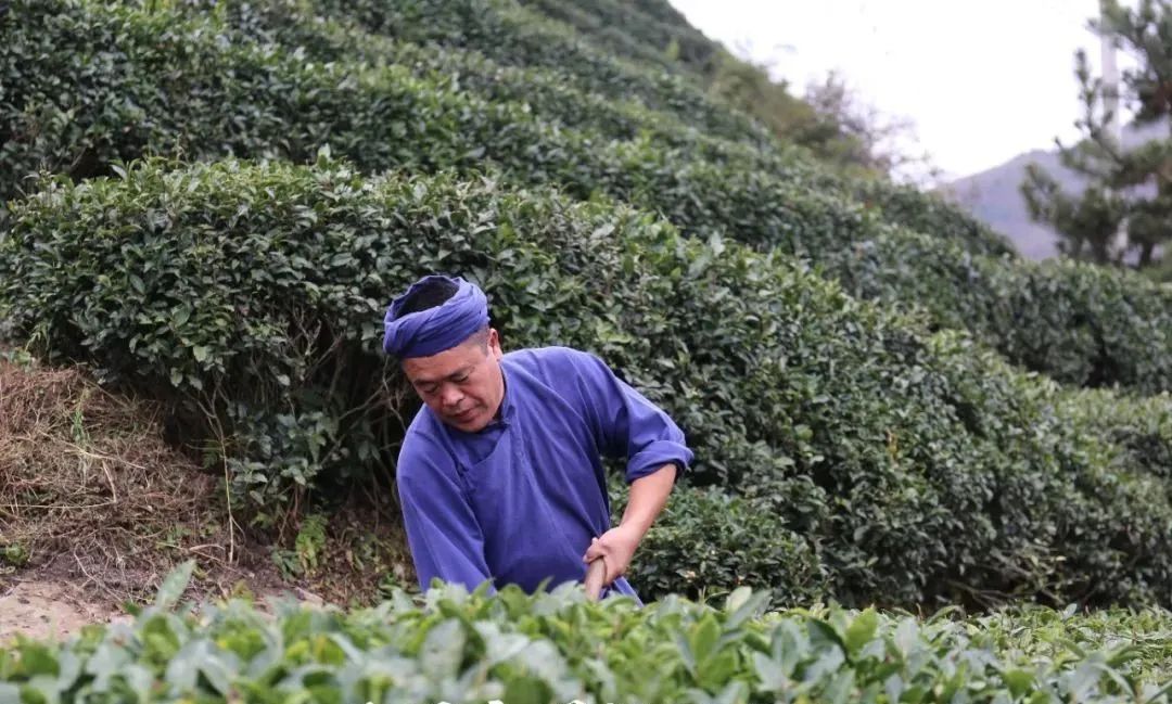 国家级非遗传承人张子全，用心用情做好每一片茶叶(图3)
